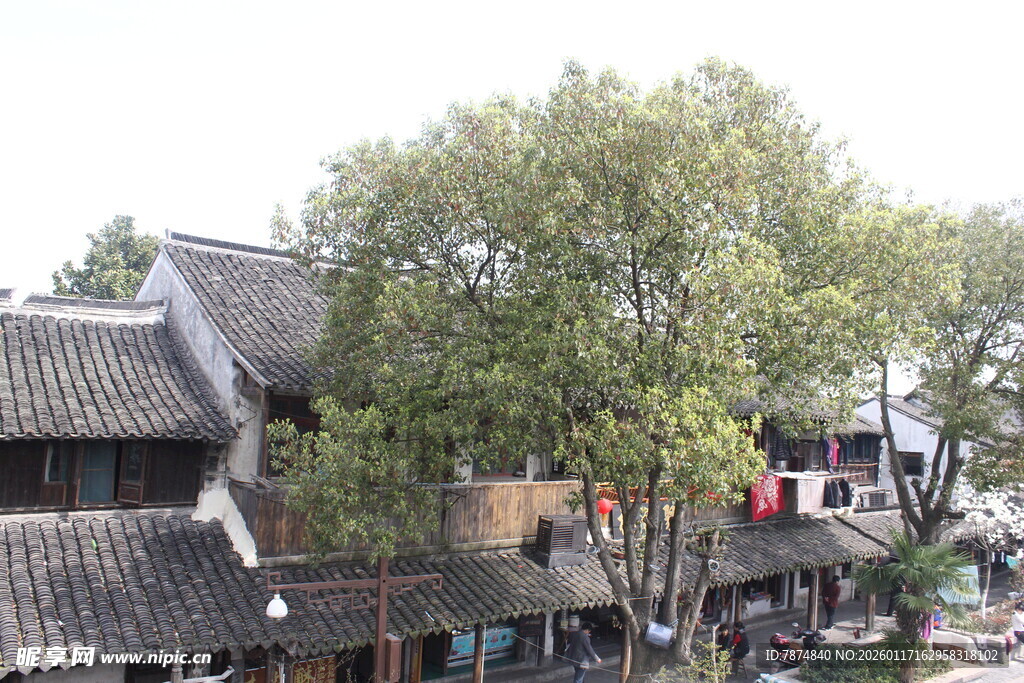 江南水乡古朴民居与绿树