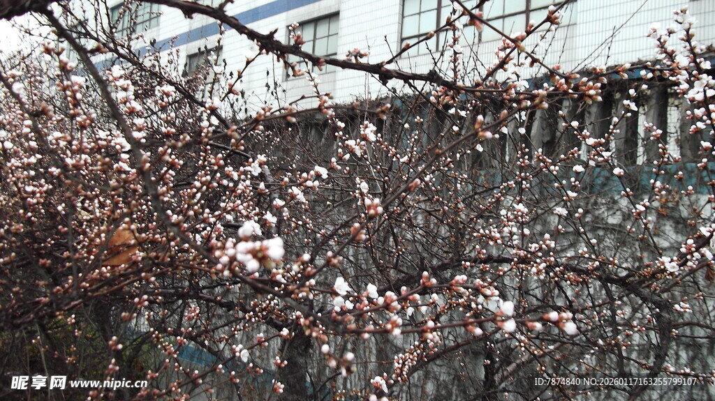 枝头繁花绽放的美丽景象