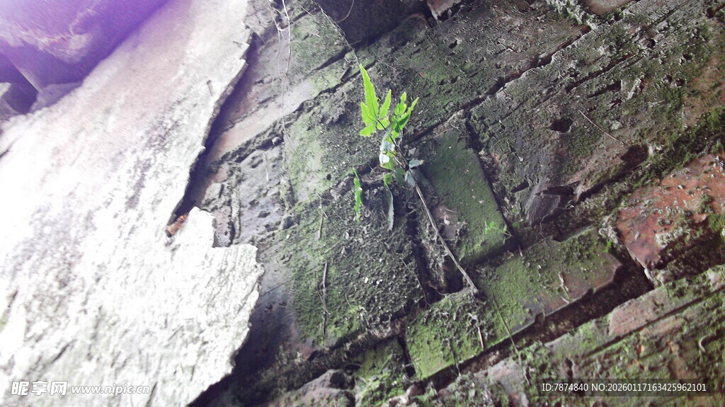 石缝中顽强生长的小绿植