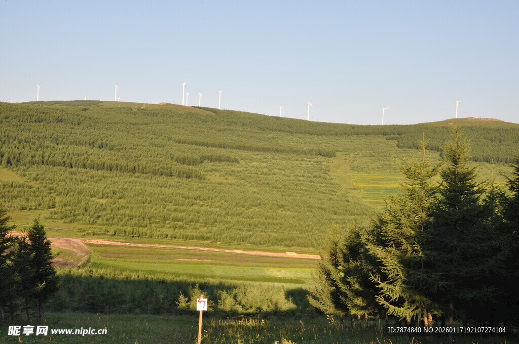 绿色山丘旁的葱郁树林