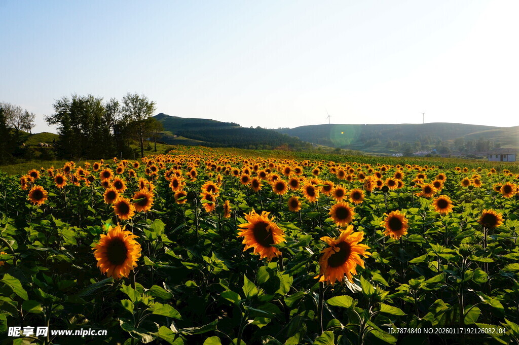 向日葵花海 田园好风光
