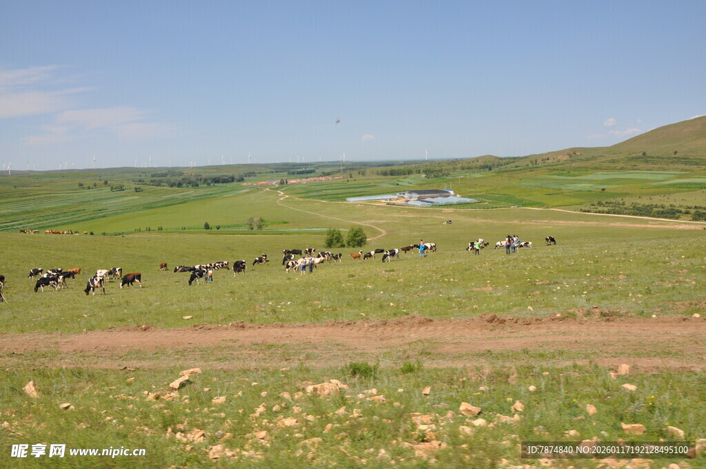 草原牧群风景