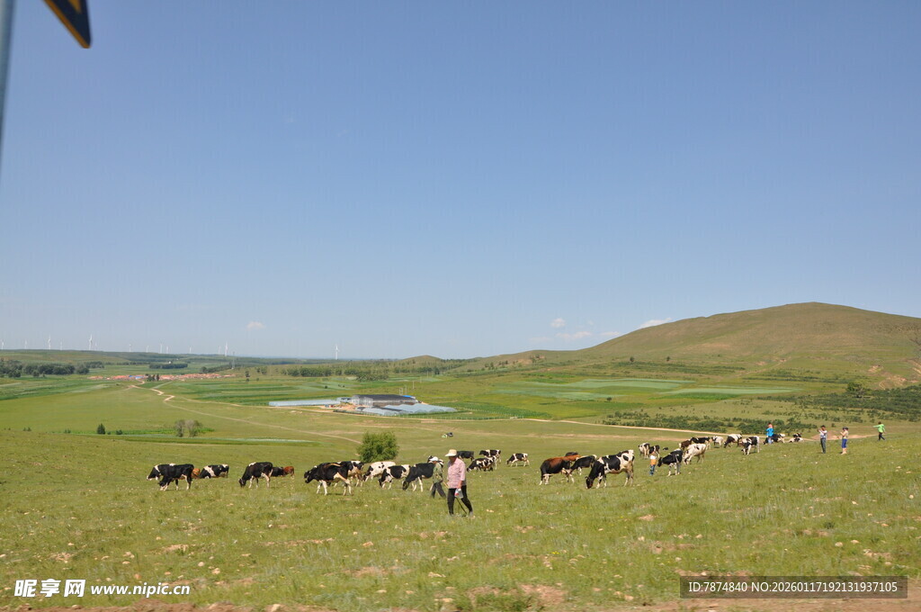 草原上的牛群与美丽风光