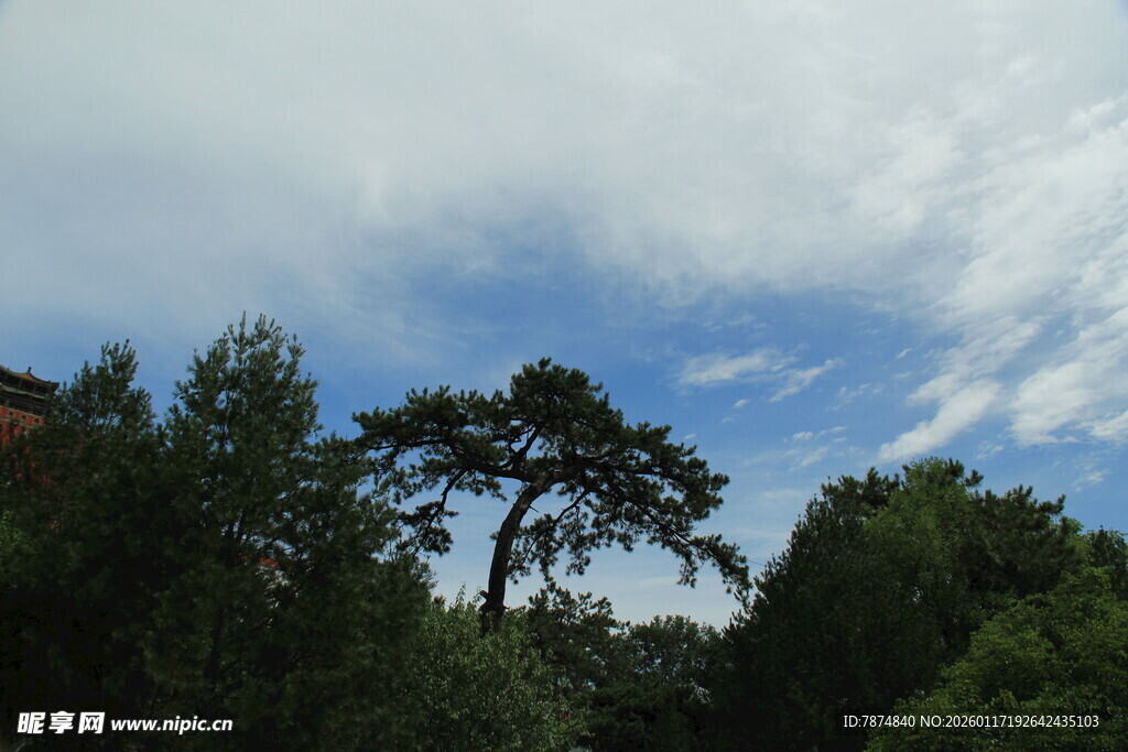 蓝天白云下的葱郁树林