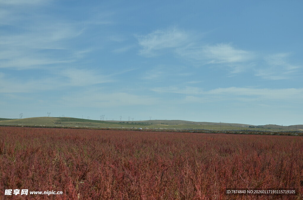 红草田野风景