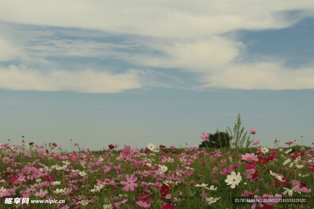 花海烂漫 绽放春日风情