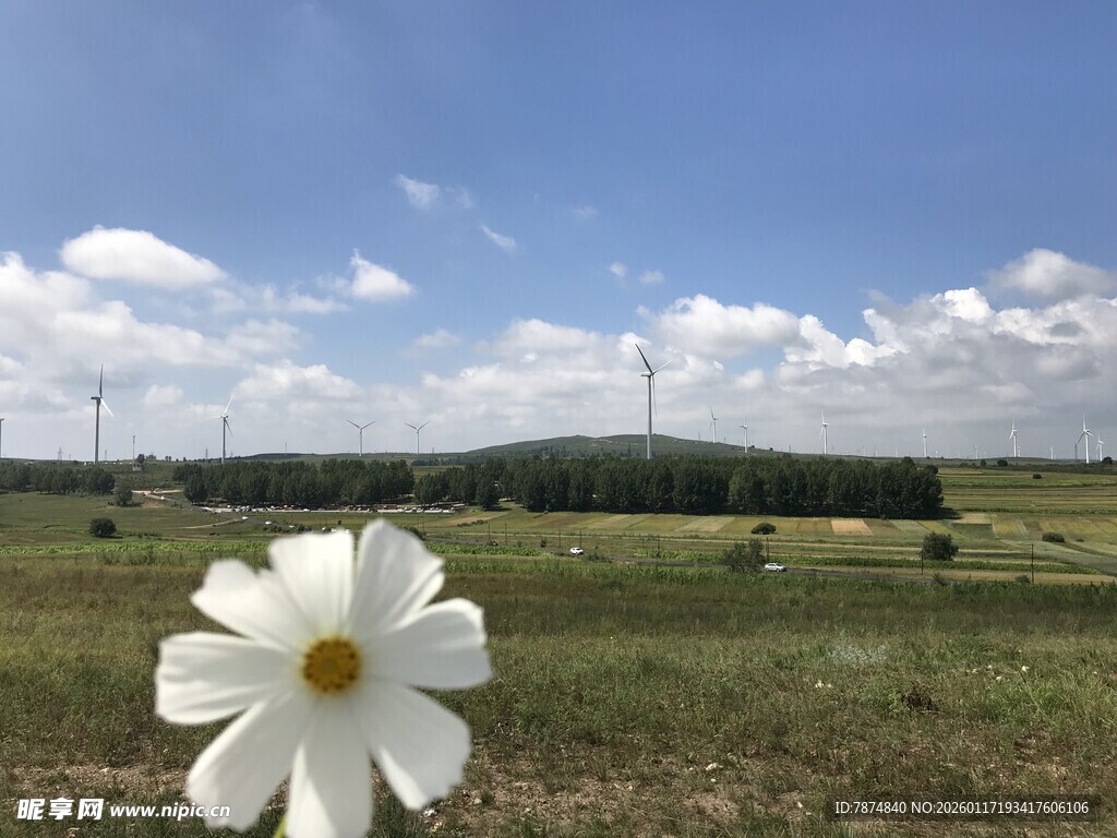 草原上的单朵白色格桑花