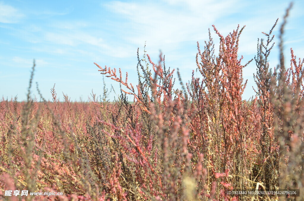 秋日红草田野美景