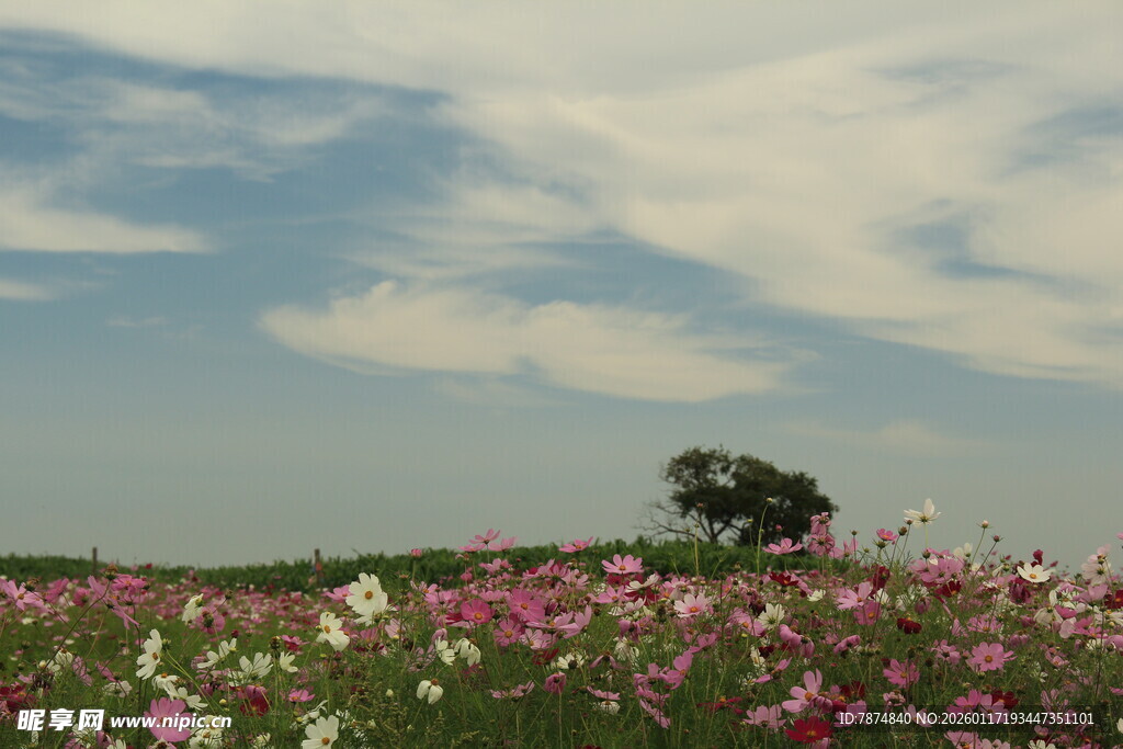 花海中独立的孤树
