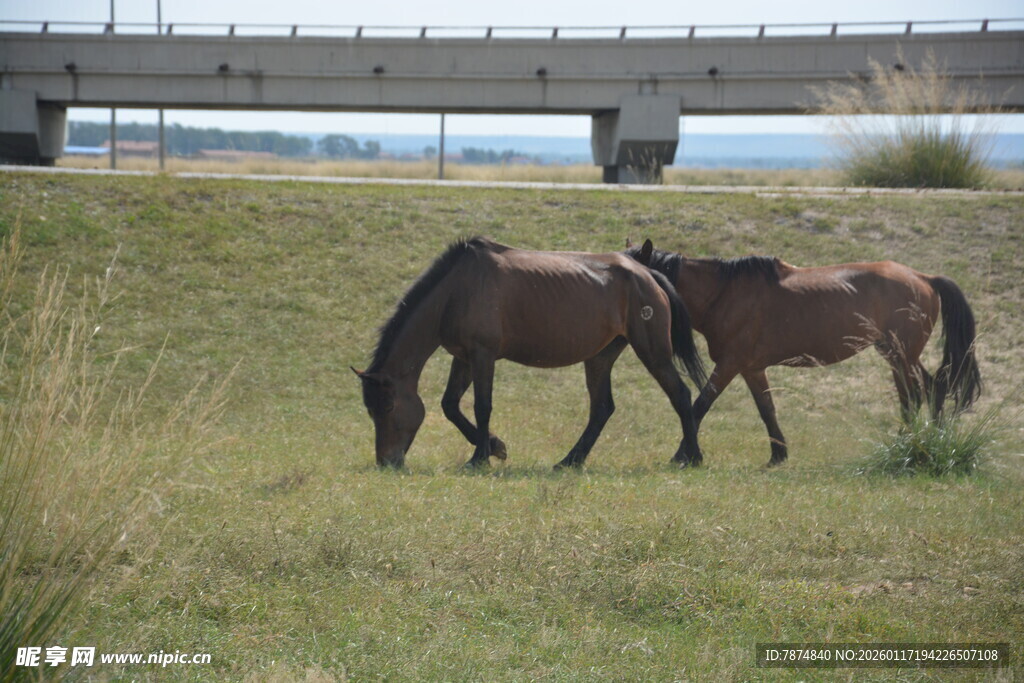 草原上的三匹马