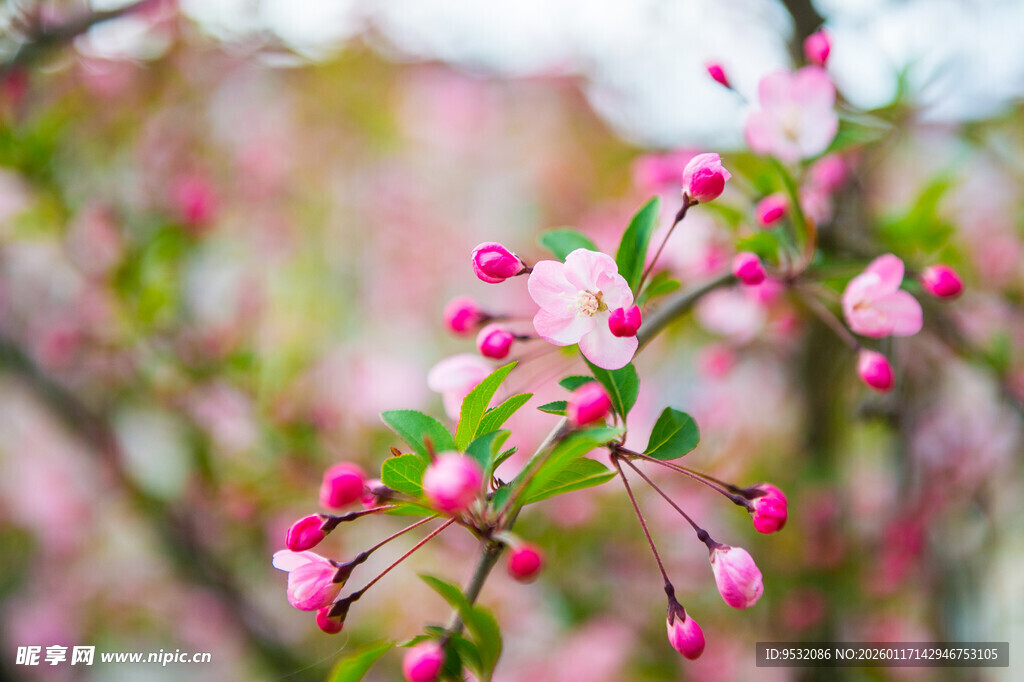 粉色海棠花枝特写