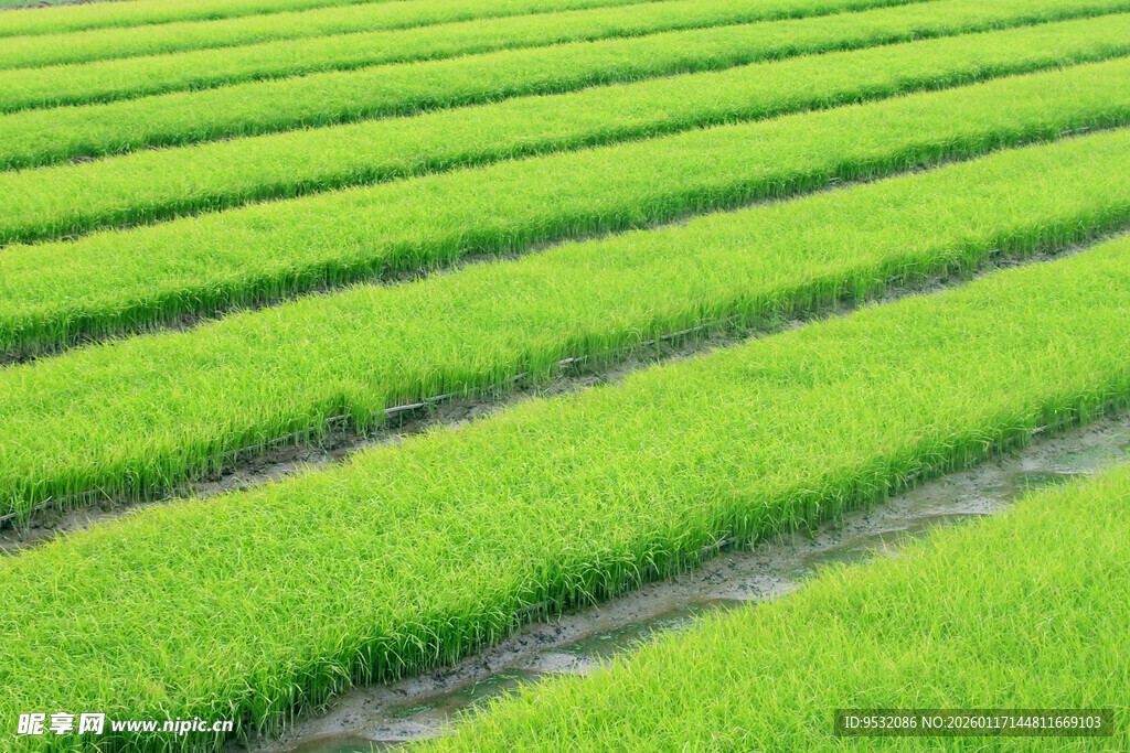 翠绿整齐的农田景观
