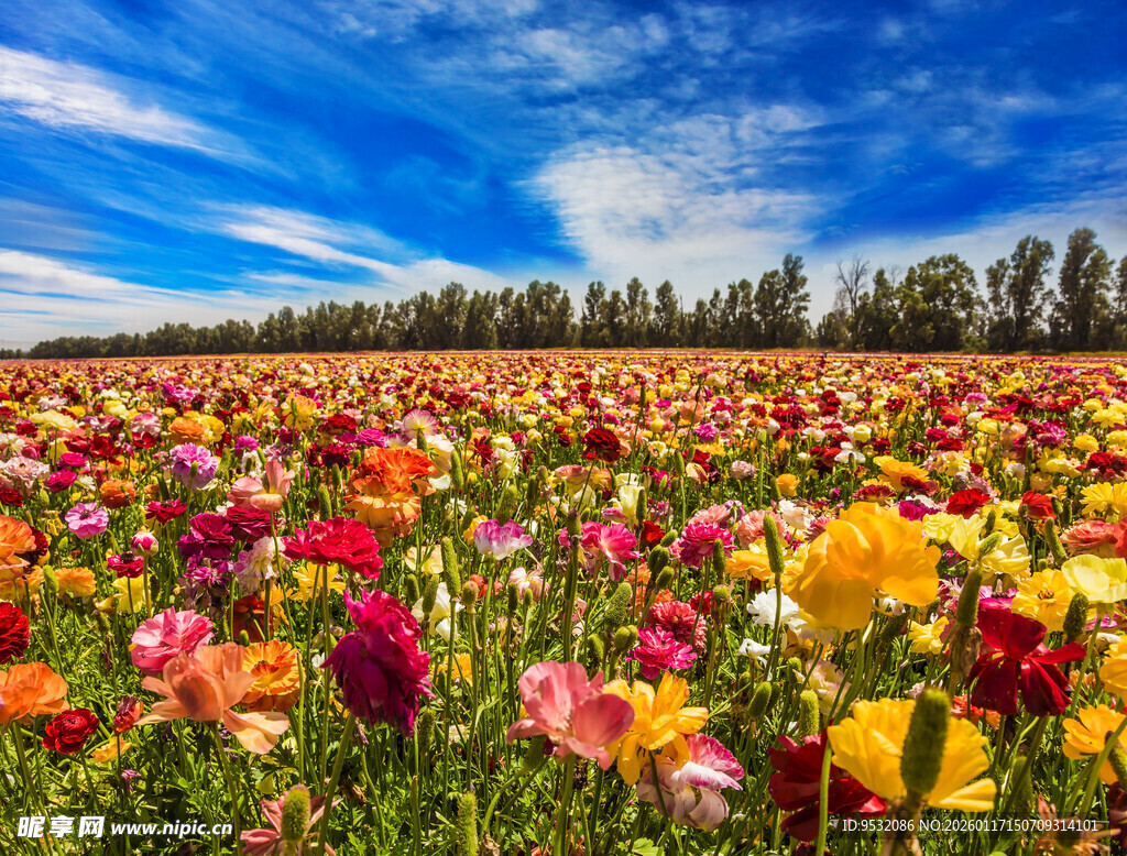 五彩花田绽放绚烂美景