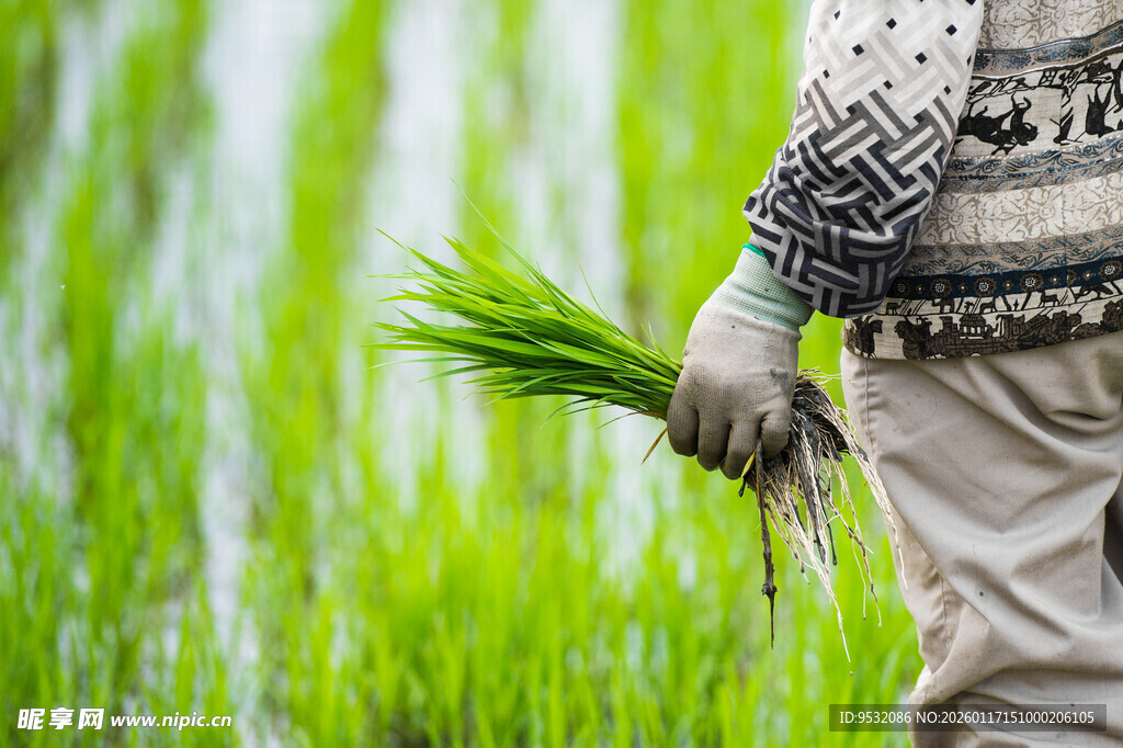 农民田间手持嫩绿秧苗