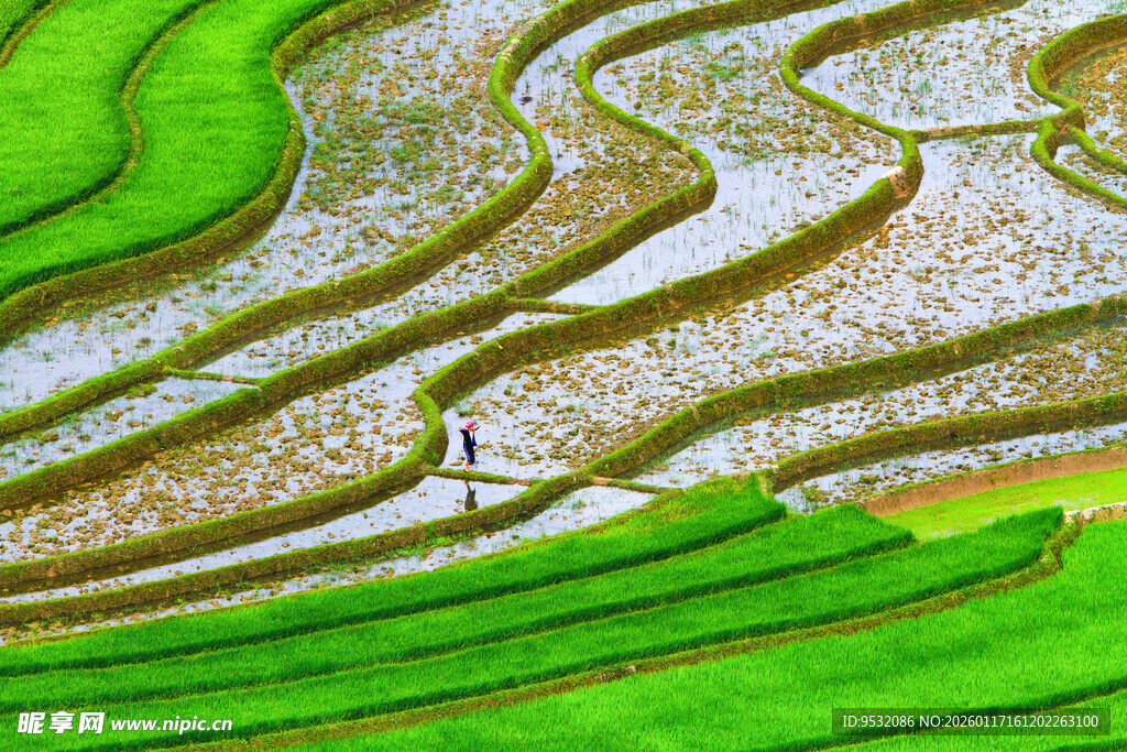 翠绿梯田中风景摄影