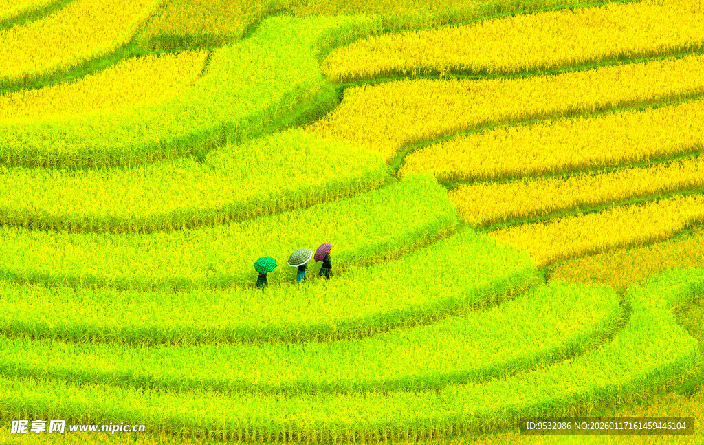 金色梯田上的劳作身影