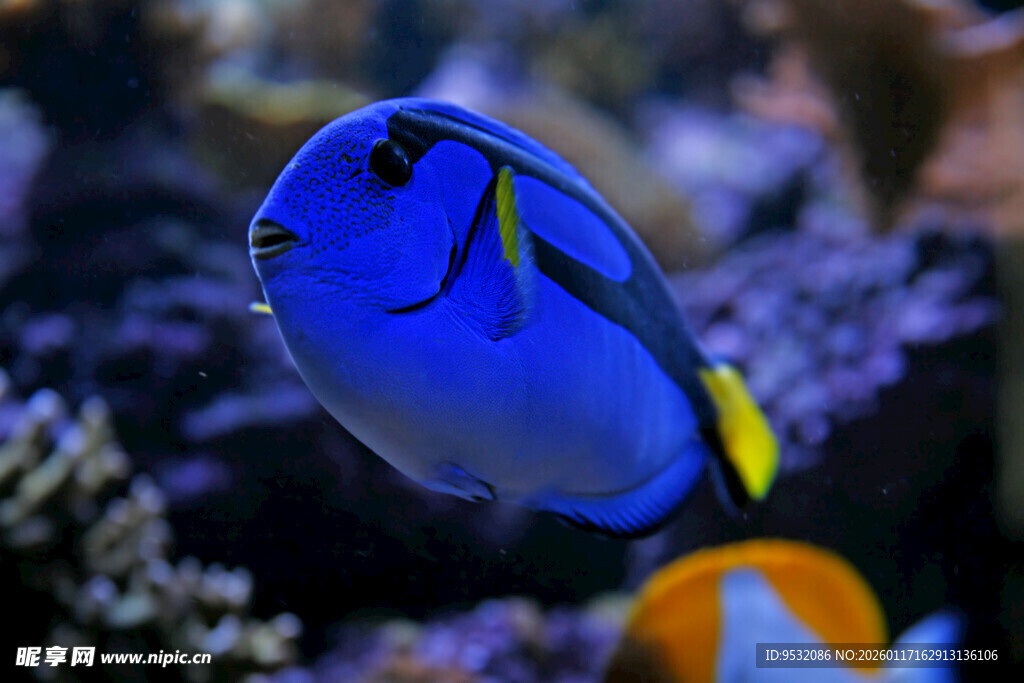 蓝色热带鱼在珊瑚间游动