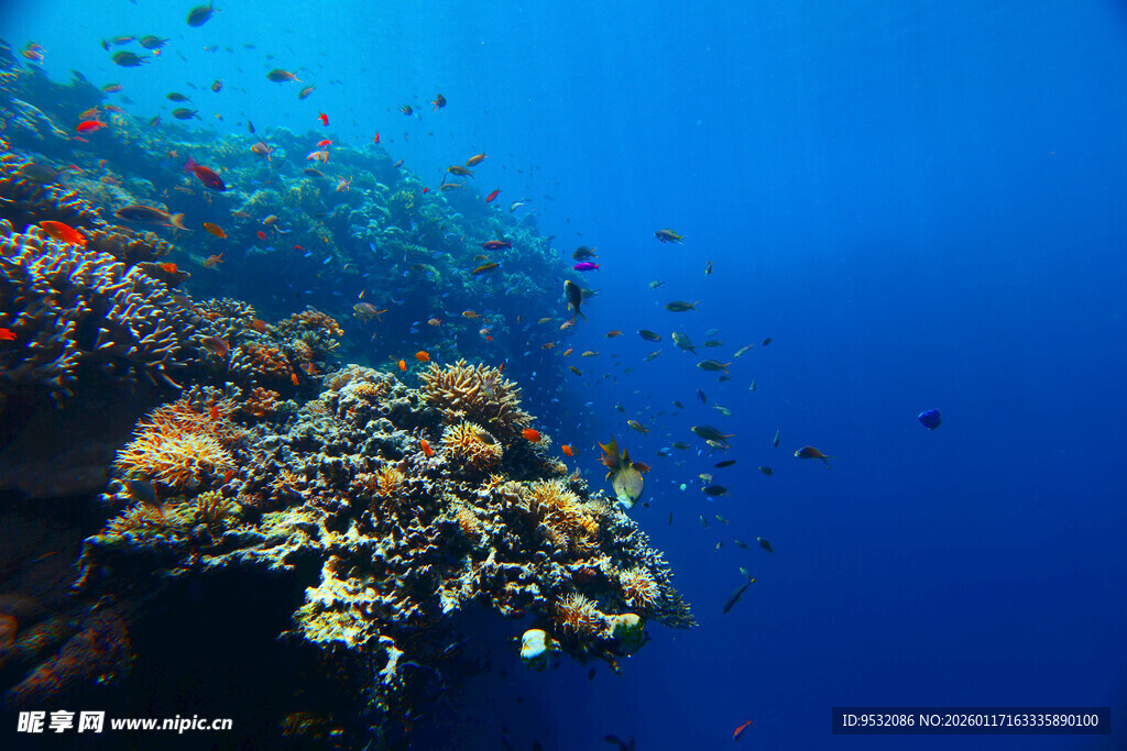 海底多彩珊瑚与游动小鱼