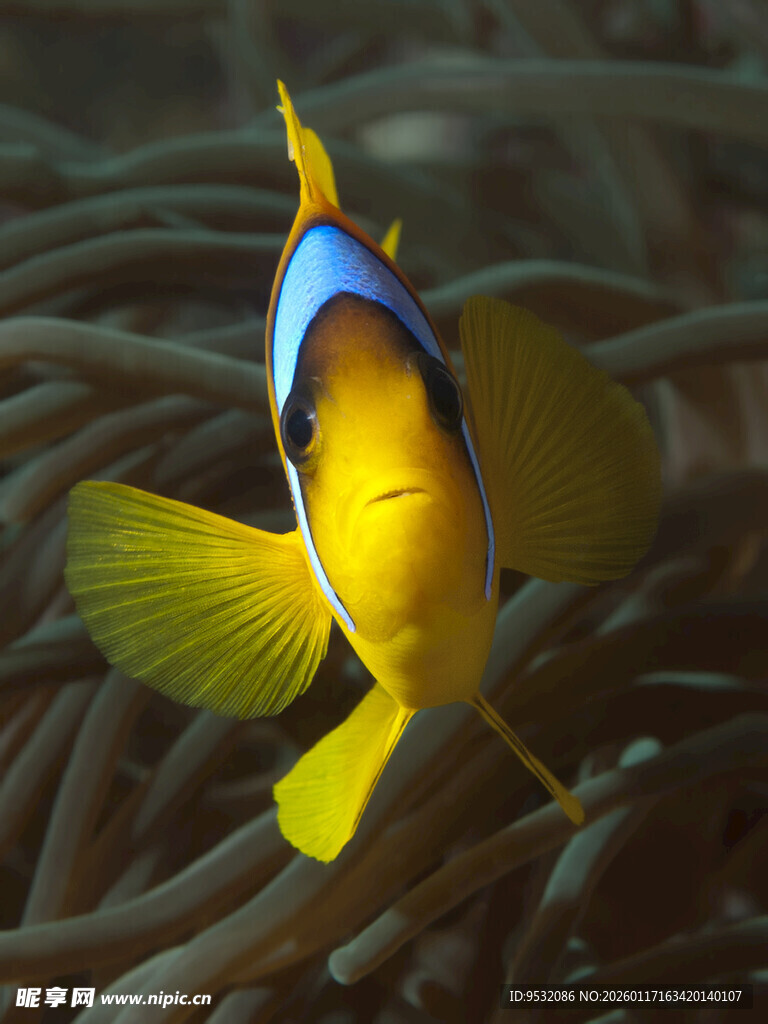 灵动小丑鱼畅游珊瑚间