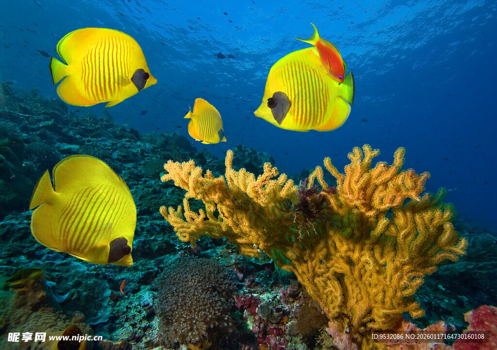 海底黄丽鱼与珊瑚景观