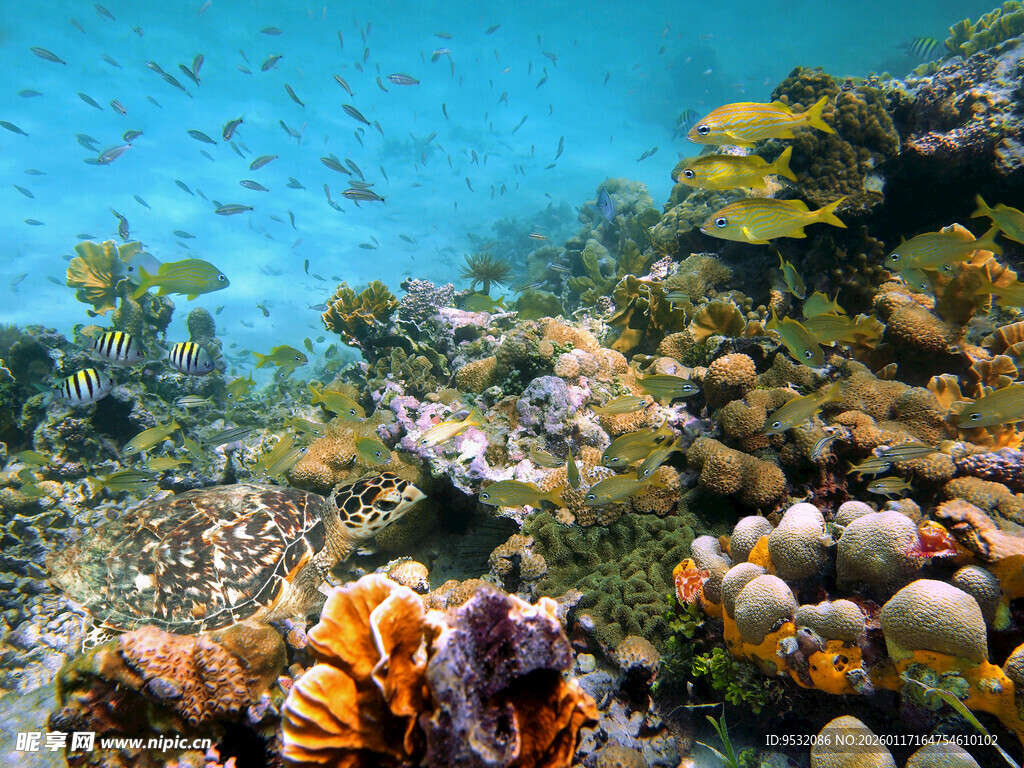 海底多彩珊瑚与游动小鱼