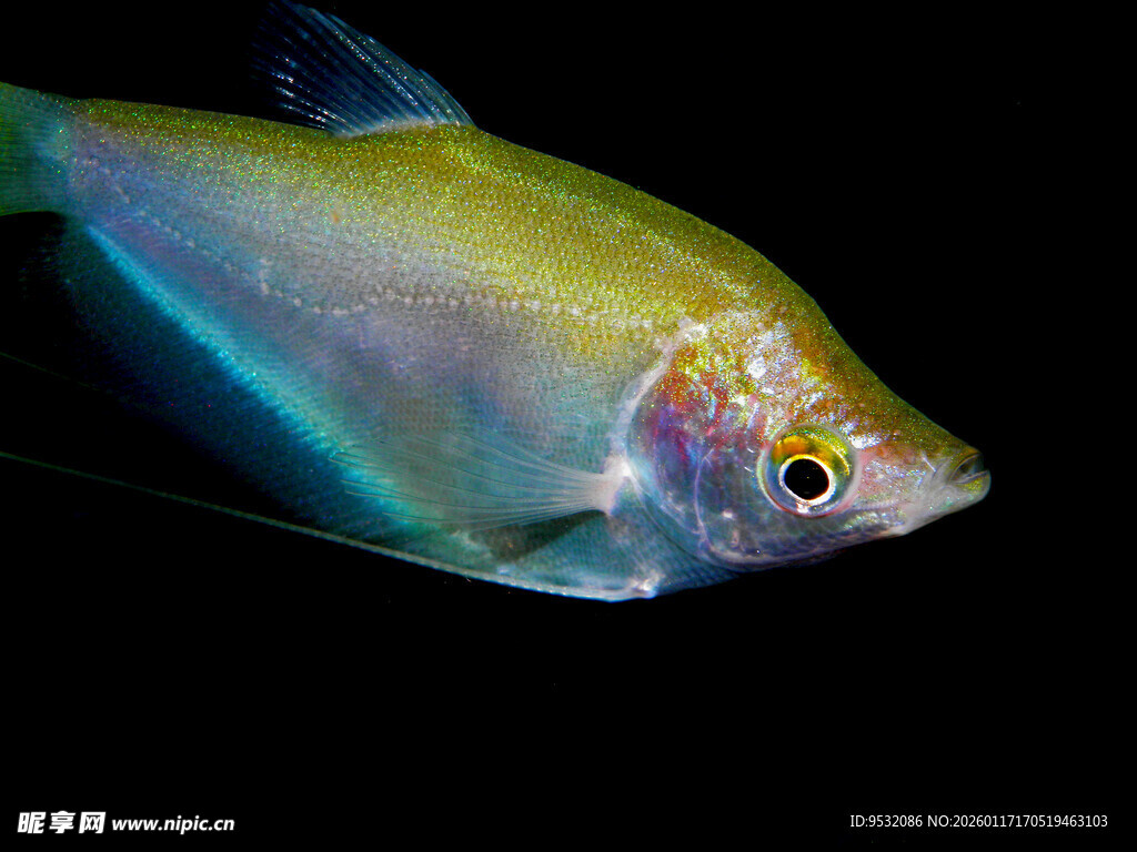 五彩斑斓的观赏鱼特写