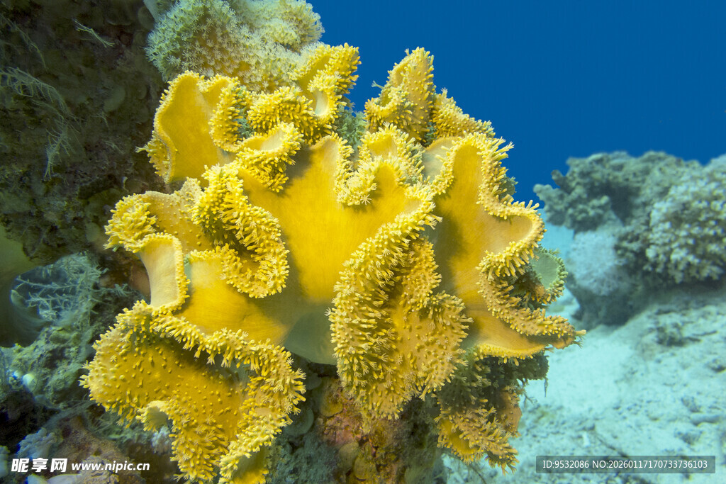 绚丽黄色珊瑚
