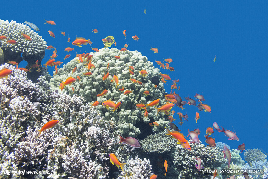 多彩珊瑚礁中的群鱼摄影