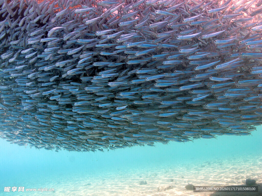 海底鱼群大聚集