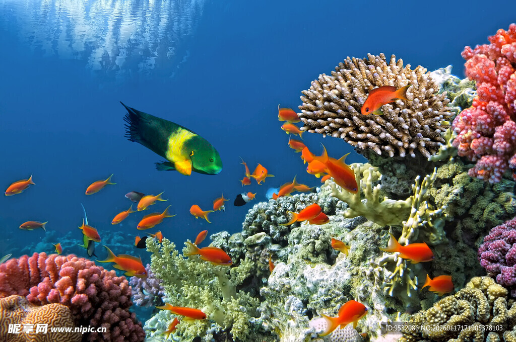 海底缤纷珊瑚与游鱼