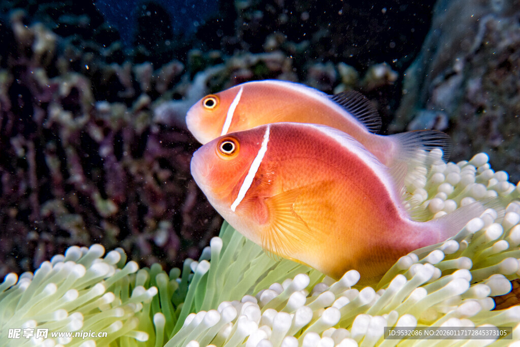 可爱小丑鱼与海葵相伴