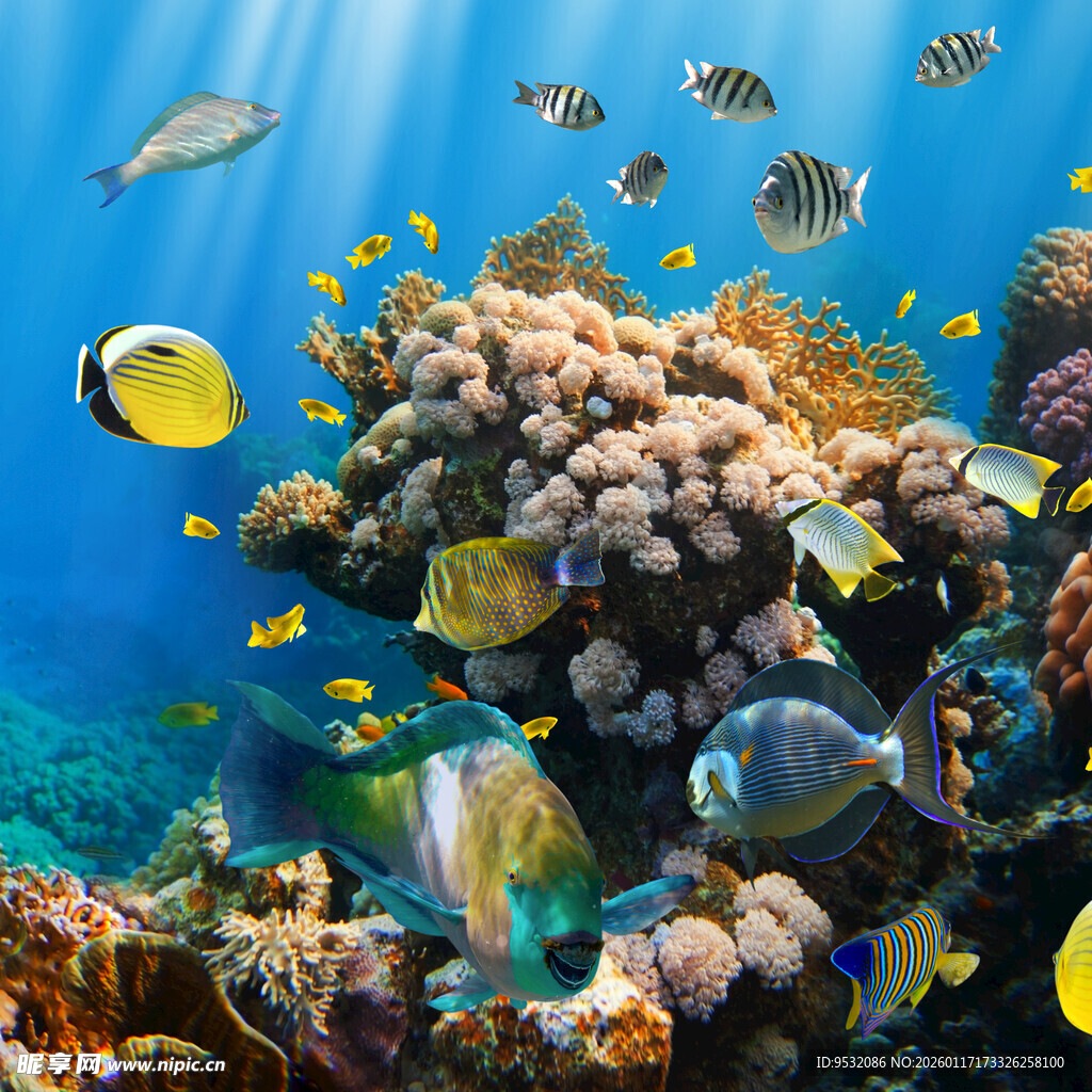 海底缤纷珊瑚与多彩鱼类