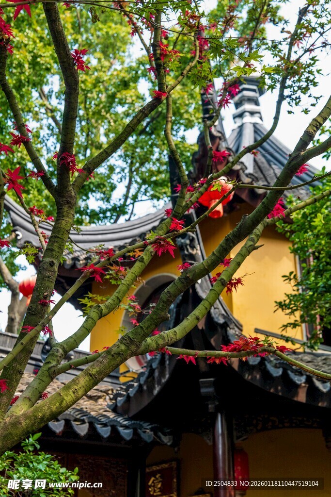 古建枝头绽繁花