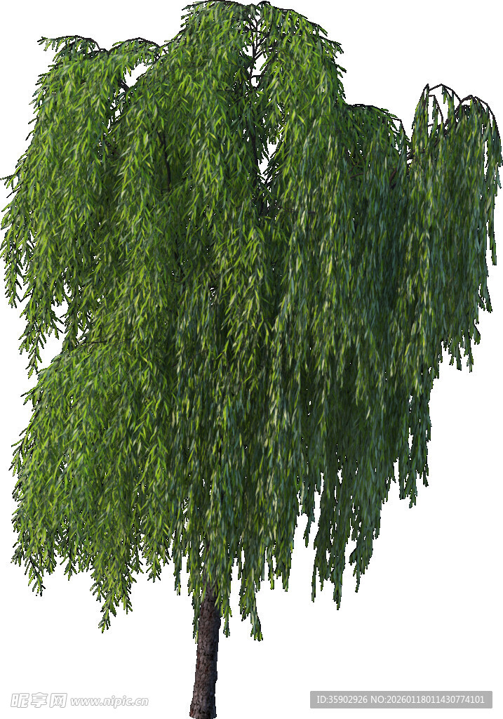 垂枝绿树