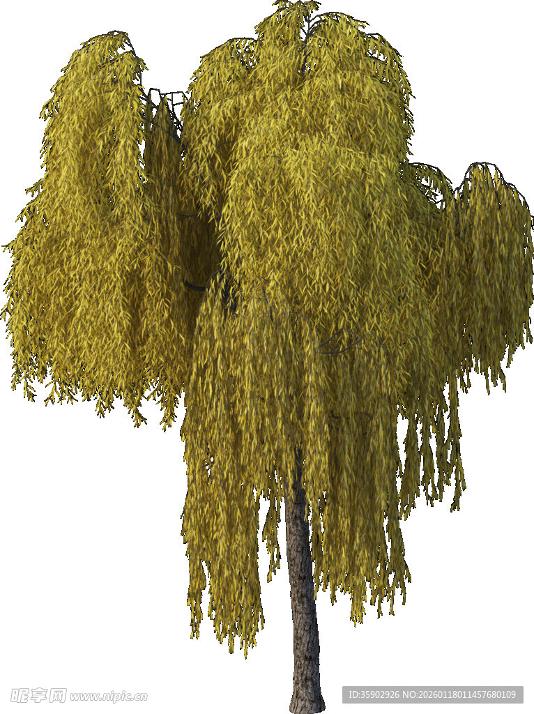 垂枝树木3D模型