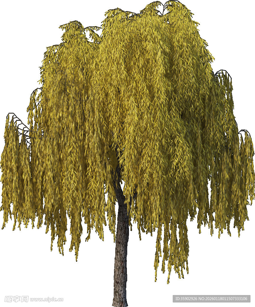 垂柳树景绿意盎然