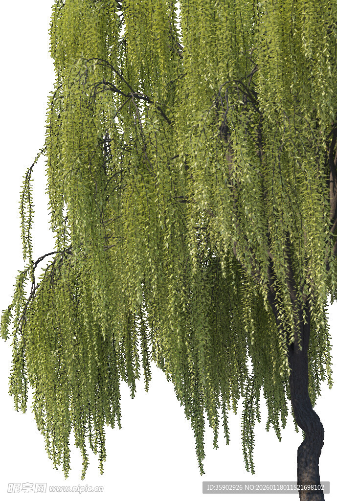 高清垂柳柳树景观植物素材
