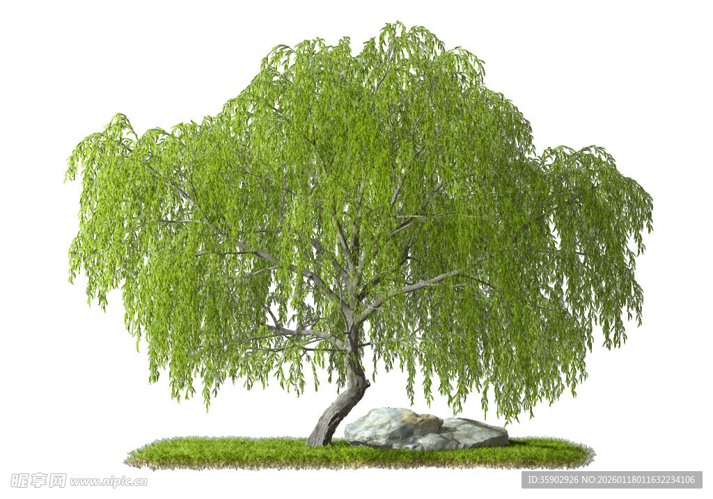 垂柳立于草地岩石旁