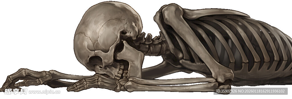 人类骷髅躺在地上