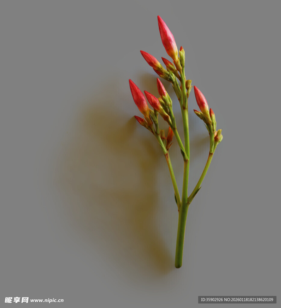 红辣椒花蕾特写