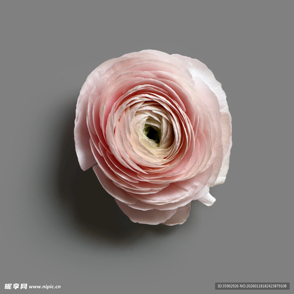 粉色洋牡丹特写