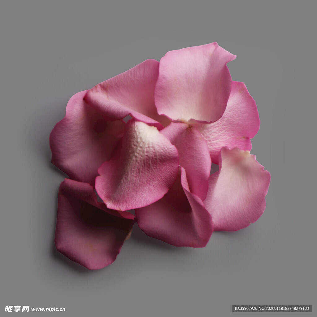 粉色玫瑰花瓣特写