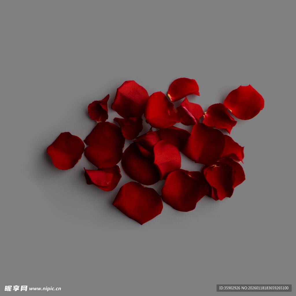 散落的红色玫瑰花瓣