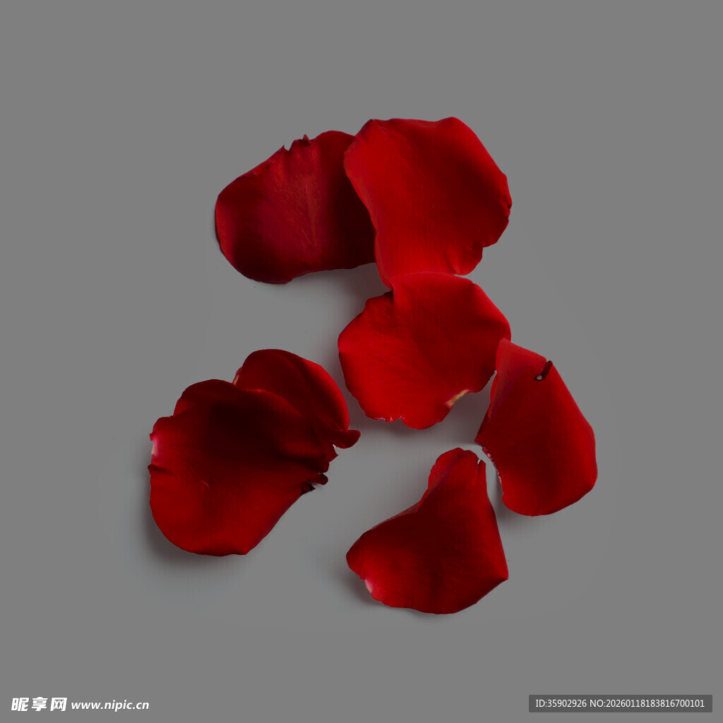 散落的红色玫瑰花瓣