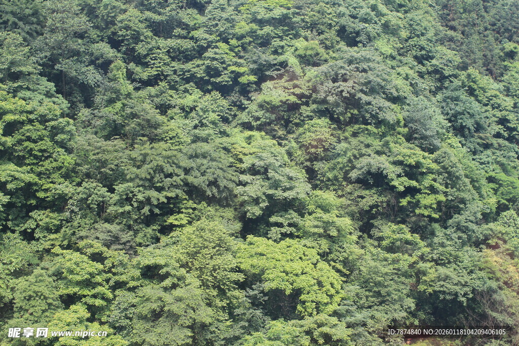 俯瞰茂密翠绿山林