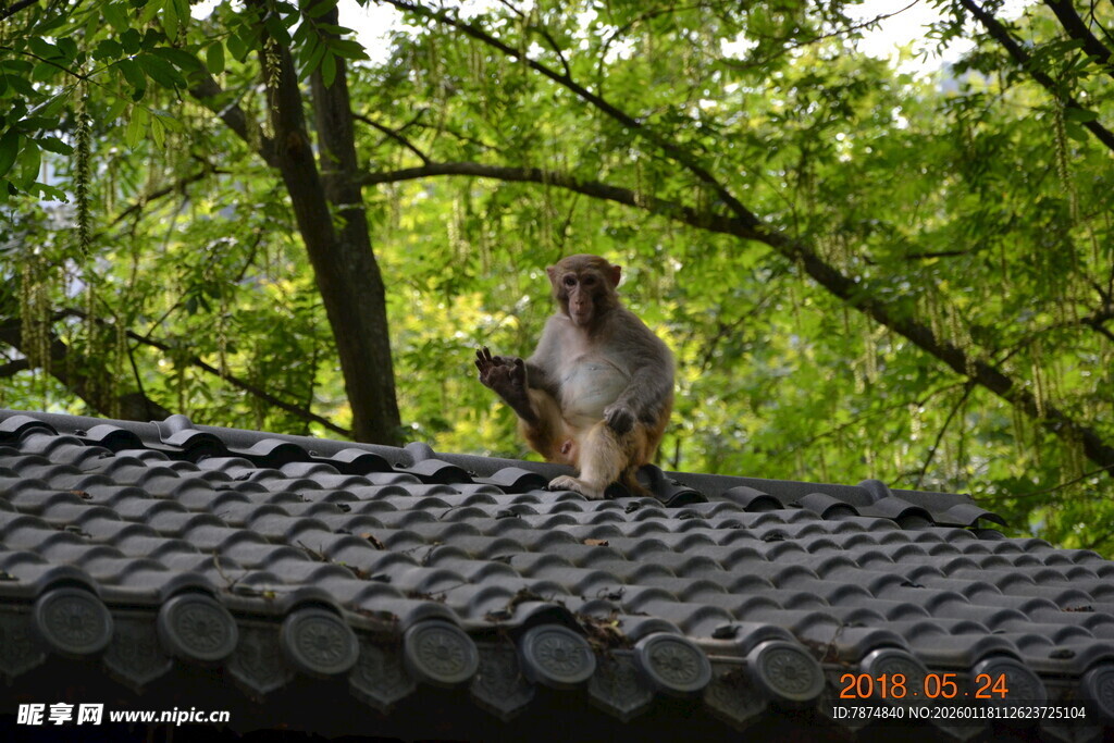 屋顶上的猴子