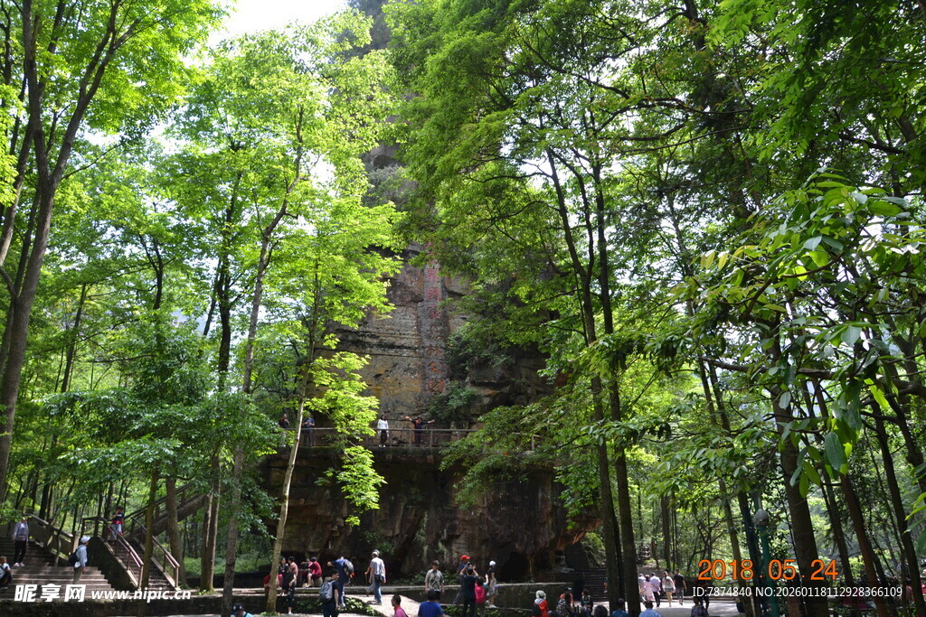 茂密森林中的游人景象