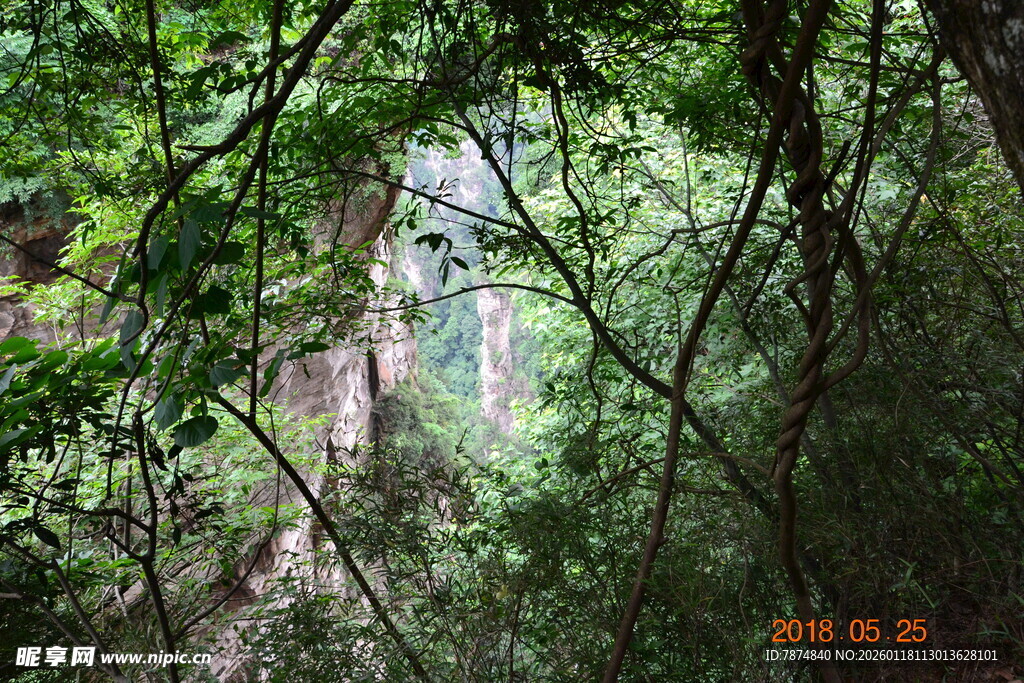 茂密丛林中的自然景象