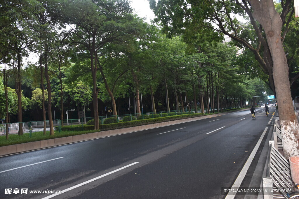雨后静谧的林荫道路
