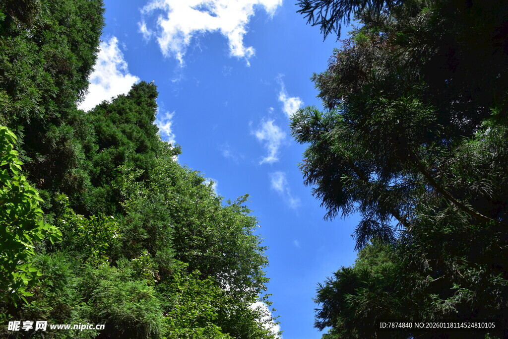 林间蓝天 绿意盎然